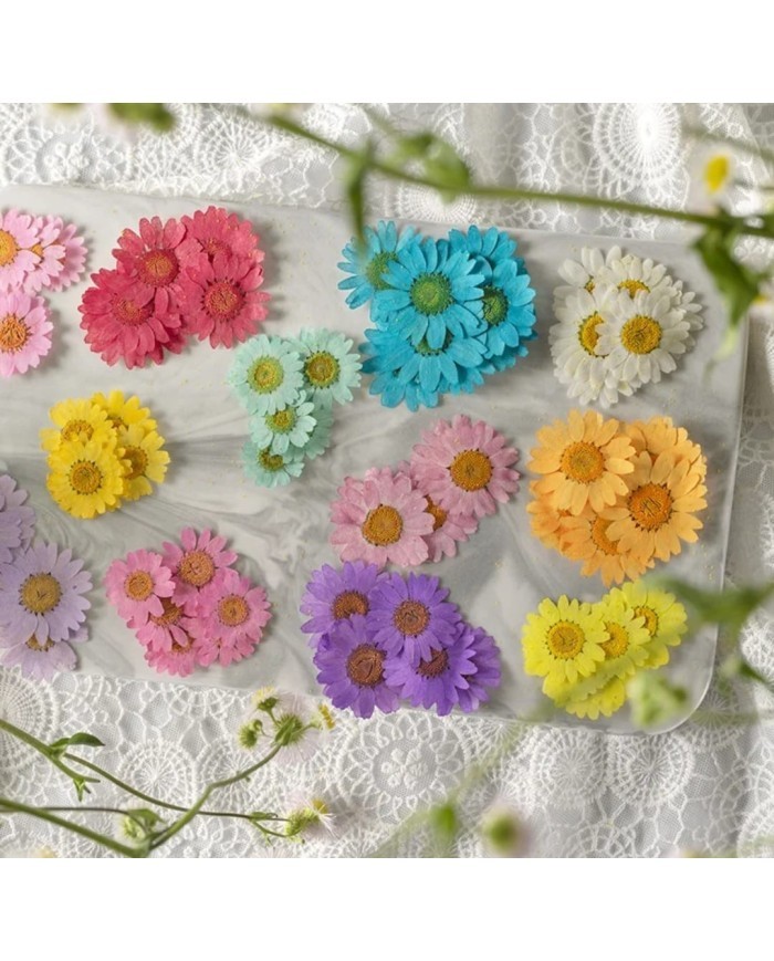 Kurutulmuş Papatya - Çimen Yeşili 5 Adet