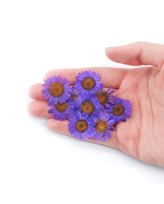 Kurutulmuş Papatya - Mor 5 Adet