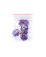 Kurutulmuş Papatya - Mor 5 Adet