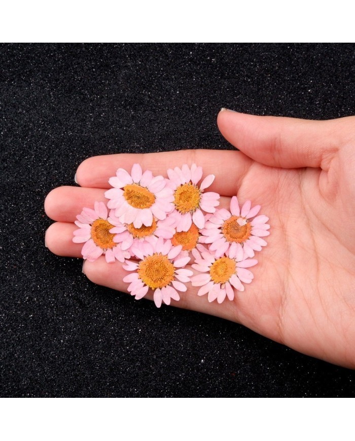 Kurutulmuş Papatya - Açık Pembe 5 Adet