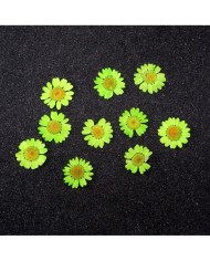 Kurutulmuş Papatya - Fıstık Yeşil 5 Adet