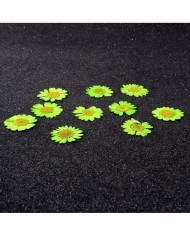 Kurutulmuş Papatya - Fıstık Yeşil 5 Adet