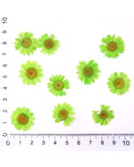 Kurutulmuş Papatya - Fıstık Yeşil 5 Adet