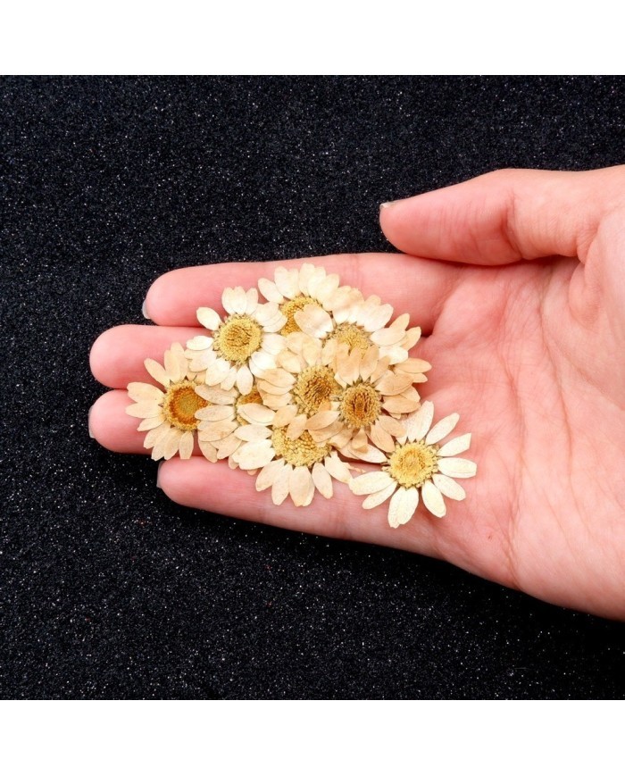 Kurutulmuş Papatya - Krem 5 Adet