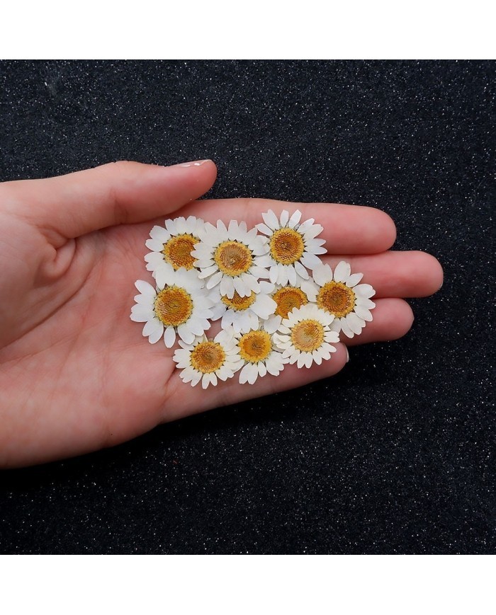 5 Adet Kurutulmuş Papatya - Beyaz Krem Arası