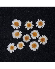 5 Adet Kurutulmuş Papatya - Beyaz Krem Arası