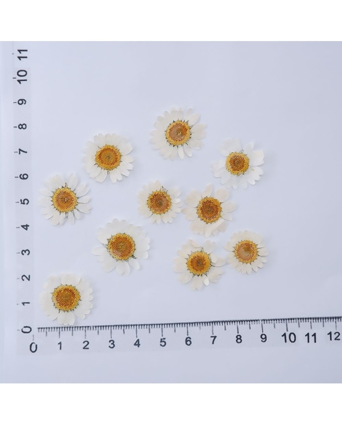 5 Adet Kurutulmuş Papatya - Beyaz Krem Arası