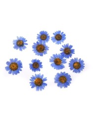 Kurutulmuş Papatya - Mavi 5 Adet