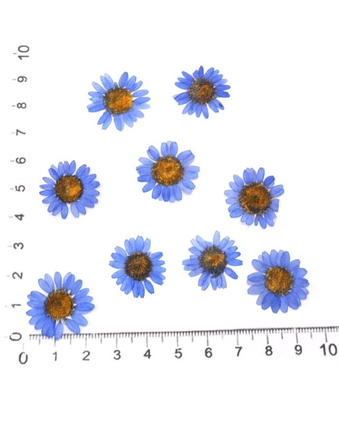 Kurutulmuş Papatya - Mavi 5 Adet