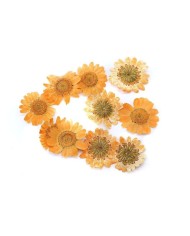 Kurutulmuş Papatya - Oranj  5 Adet