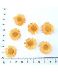 Kurutulmuş Papatya - Oranj  5 Adet
