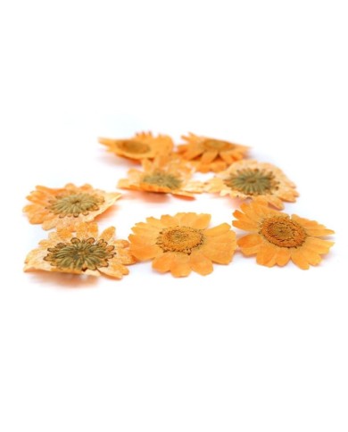 Kurutulmuş Papatya - Oranj  5 Adet