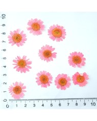 Kurutulmuş Papatya - Pembe 5 Adet