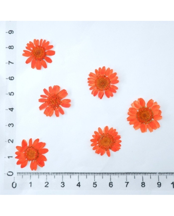 Kurutulmuş Papatya - Turuncu 5 Adet