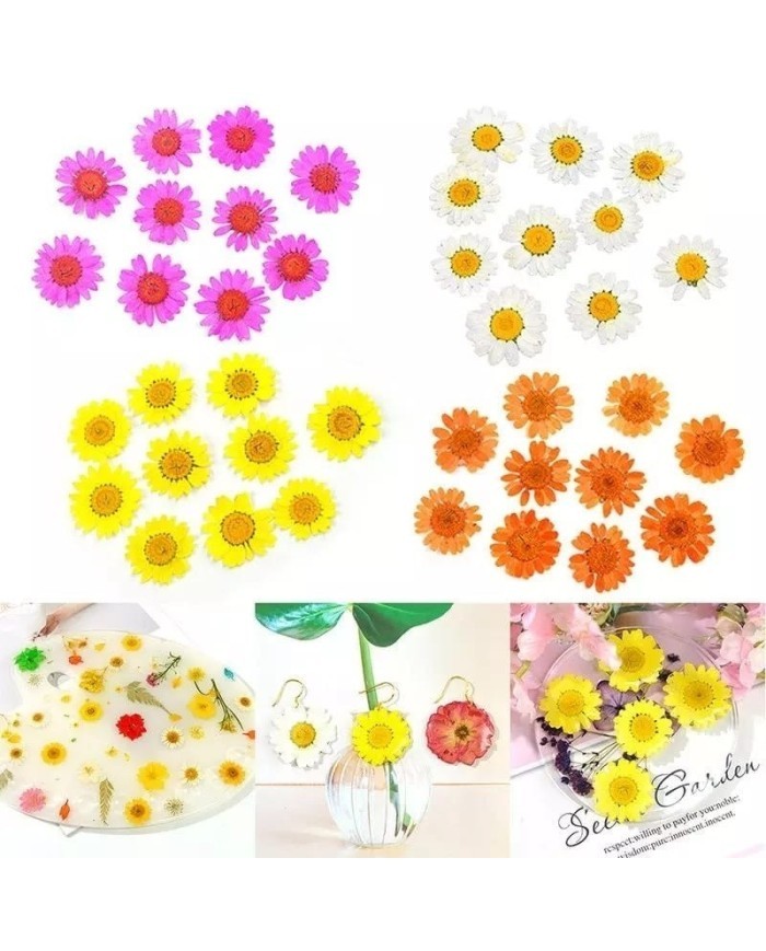 Kurutulmuş Papatya - Sarı 5 Adet