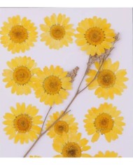 Kurutulmuş Papatya - Yumurta Sarı 5 Adet