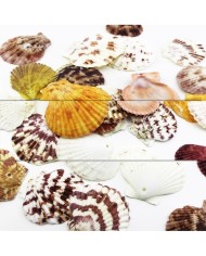 Deniz Kabuğu 5 Adetli Karışık Paket