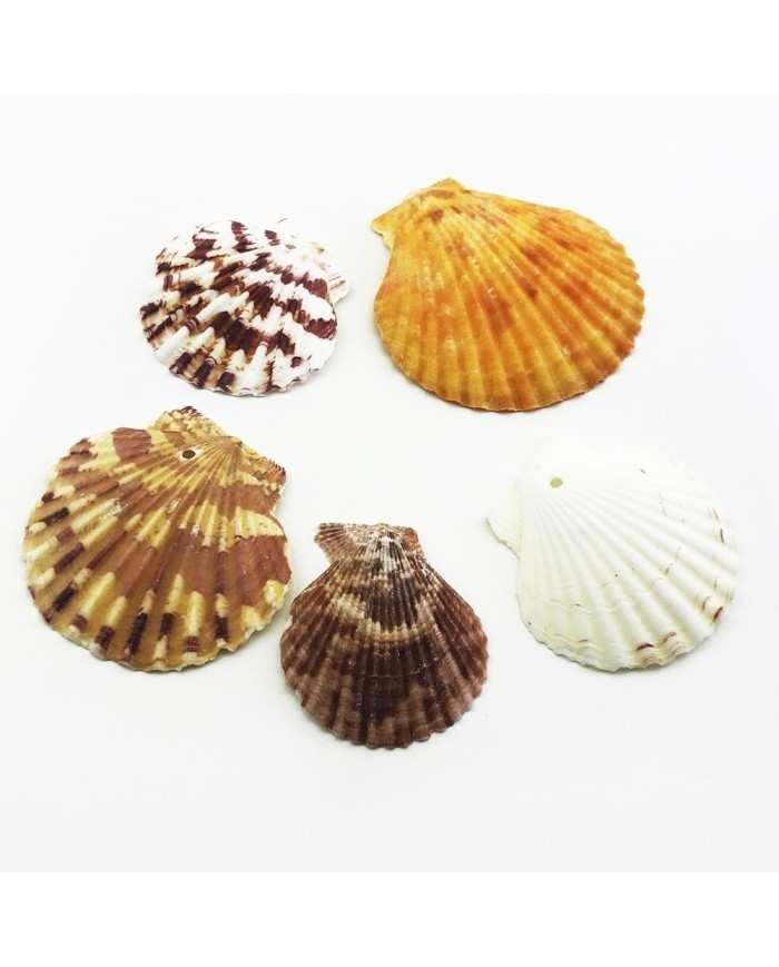 Deniz Kabuğu 5 Adetli Karışık Paket