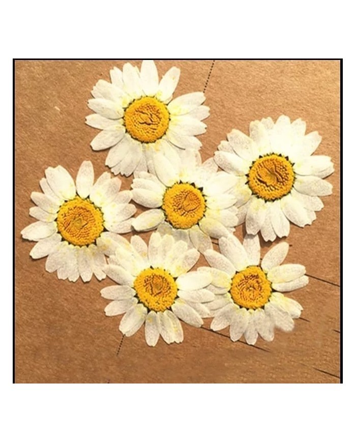 5 Adet - Kurutulmuş İri Papatya -   Beyaz