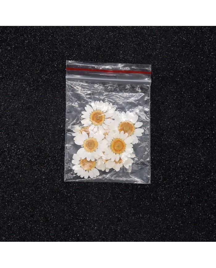 5 Adet - Kurutulmuş İri Papatya -   Beyaz