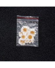 5 Adet - Kurutulmuş İri Papatya -   Beyaz