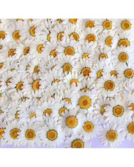 5 Adet - Kurutulmuş İri Papatya -   Beyaz