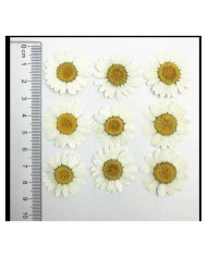 5 Adet - Kurutulmuş İri Papatya -   Beyaz