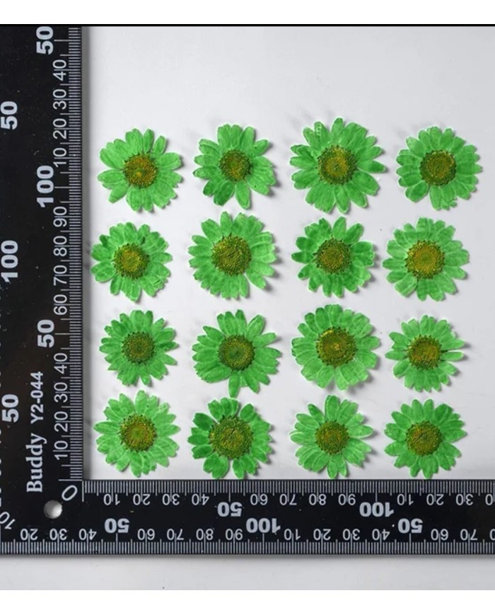 Kurutulmuş Papatya - Çimen Yeşili 10 Adet