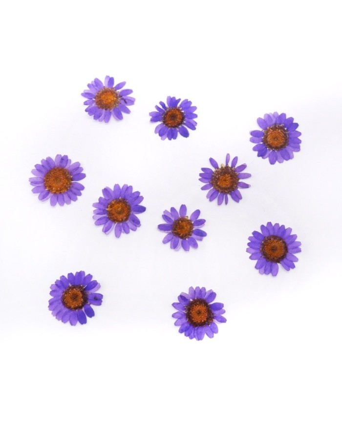 Kurutulmuş Papatya - Mor 10 Adet