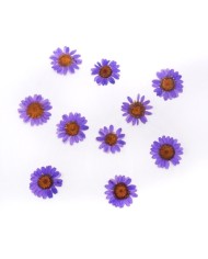 Kurutulmuş Papatya - Mor 10 Adet