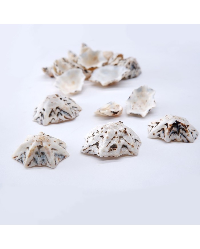 Deniz Kabuğu - Star Limpet - 25 gr