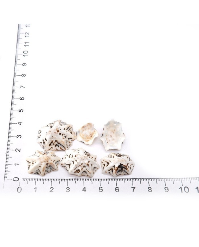 Deniz Kabuğu - Star Limpet - 25 gr