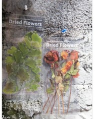 1 Paket - Eğrelti Otu Sticker