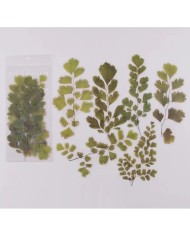 1 Paket - Baldırıkara Otu Sticker