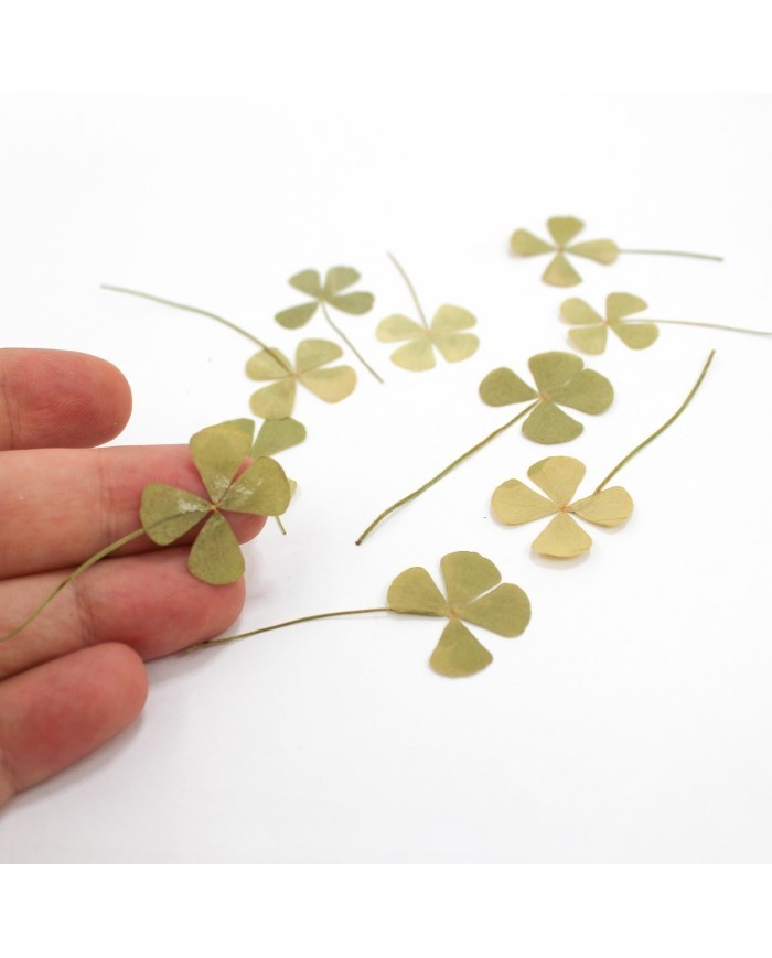 DÖRT YAPRAKLI SONBAHAR YONCA - KURUTULMUŞ ŞANS ÇİÇEĞİ