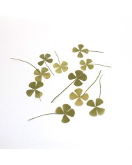 DÖRT YAPRAKLI SONBAHAR YONCA - KURUTULMUŞ ŞANS ÇİÇEĞİ