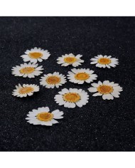 5 Adet -Kurutulmuş Papatya - Beyaz Tonları