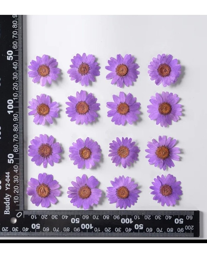 Kurutulmuş Papatya - Lila 10 Adet