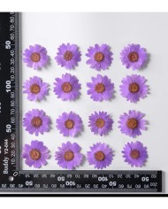 Kurutulmuş Papatya - Lila 10 Adet