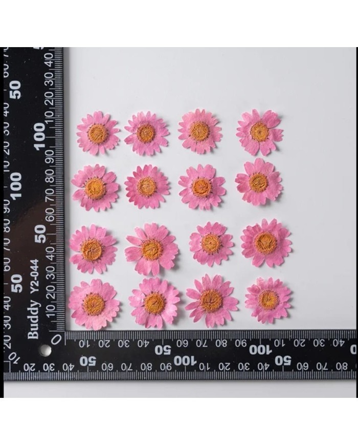 Kurutulmuş Papatya - Koyu Pembe 10 Adet