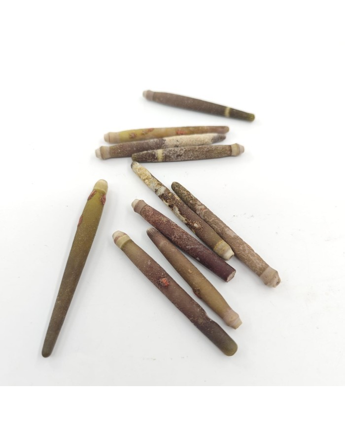 Deniz Kestanesi Dikeni - 25 Gr