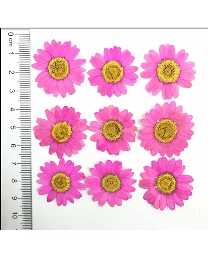 Kurutulmuş Papatya - Fuşya 10 Adet