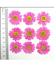 Kurutulmuş Papatya - Fuşya 10 Adet