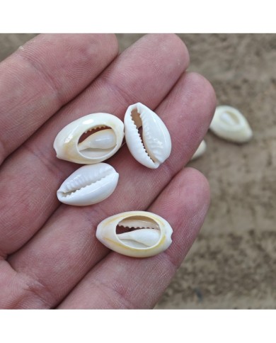 Deniz kabuğu 25 gr