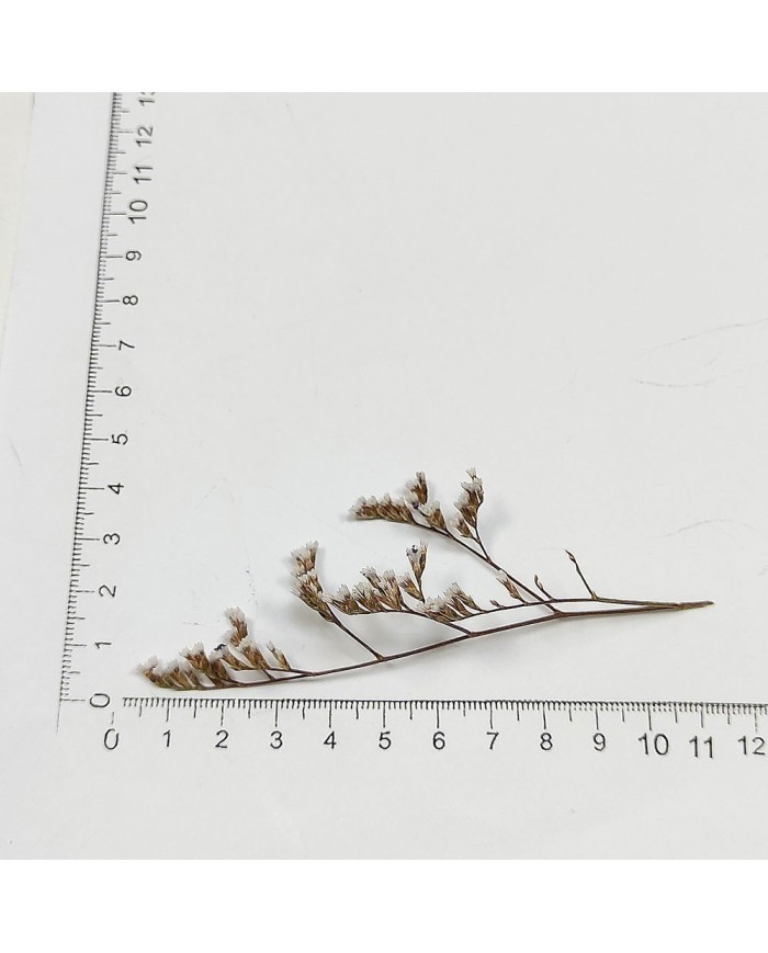 Kurutulmuş Çiçek - Beyaz