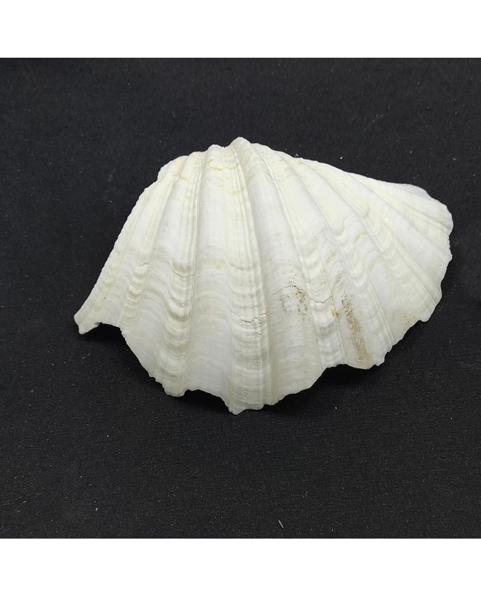 Beyaz Midye Kabuğu 1 Adet
