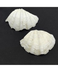 Beyaz Midye Kabuğu 1 Adet