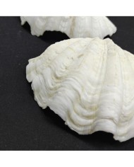 Beyaz Midye Kabuğu 1 Adet