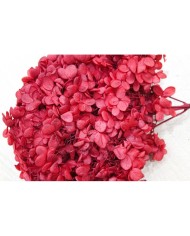 Japon Ortanca Çiçeği - Kırmızı