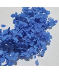 Japon Ortanca Çiçeği - Mavi